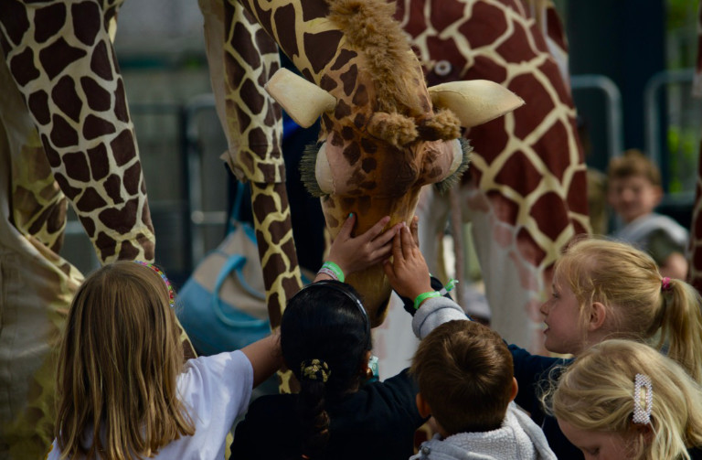 giraffes-5